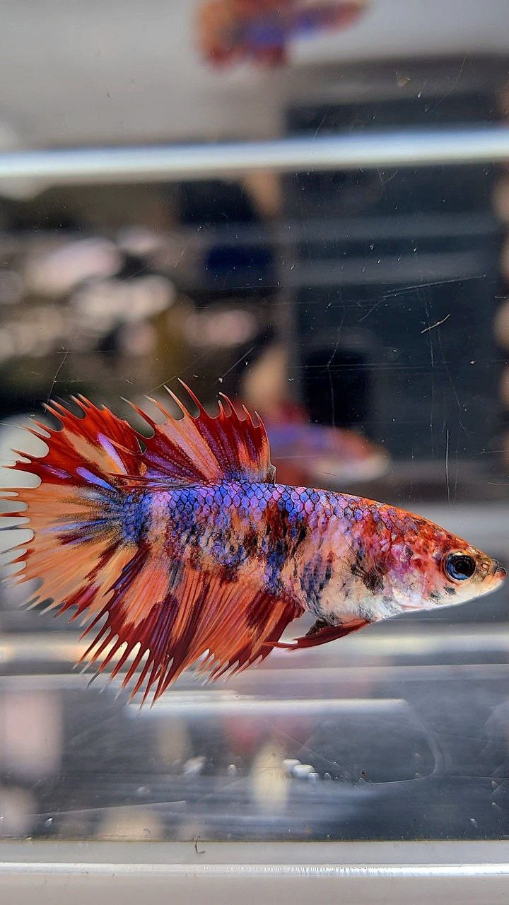 FEMALE CROWNTAIL ORANGE FIRE MULTICOLOR BETTA FISH