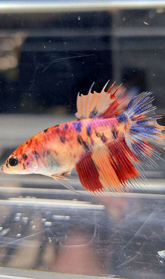 FEMALE CROWNTAIL ORANGE MULTICOLOR BETTA FISH