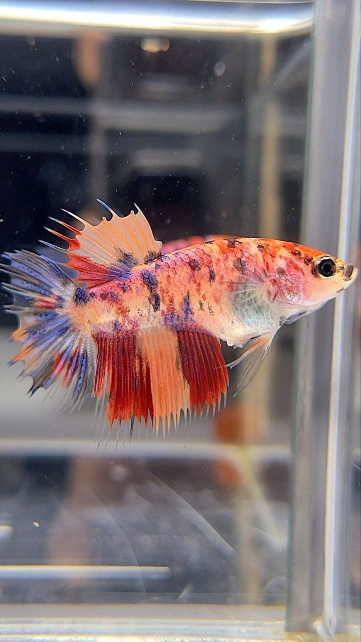 FEMALE CROWNTAIL ORANGE MULTICOLOR BETTA FISH
