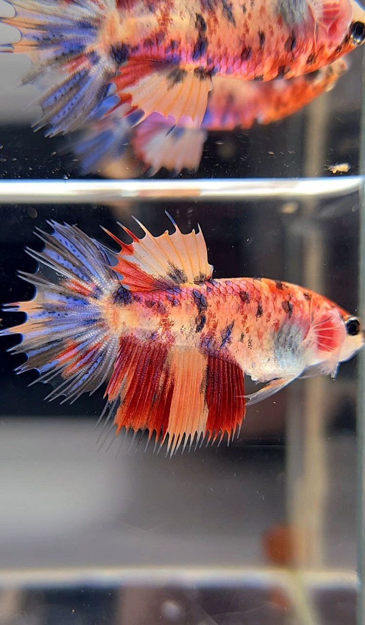 FEMALE CROWNTAIL ORANGE MULTICOLOR BETTA FISH