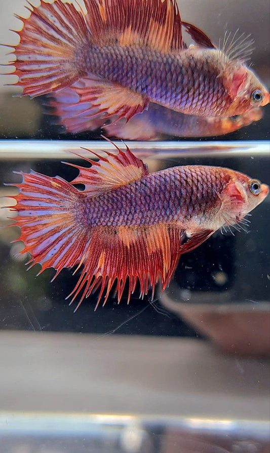 FEMALE CROWNTAIL PURPLE FIRE MULTICOLOR BETTA FISH