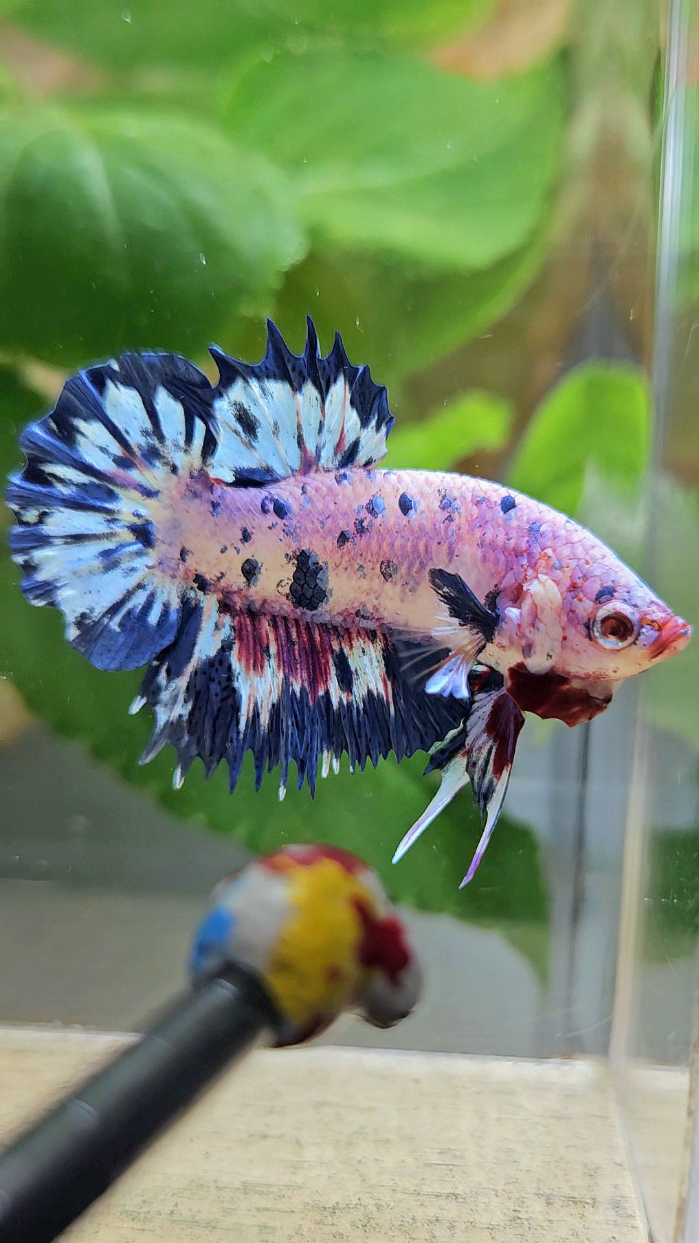 CROWNTAIL PLAKAT PINK PURPLE BLUE DOTS MARBLE BETTA FISH