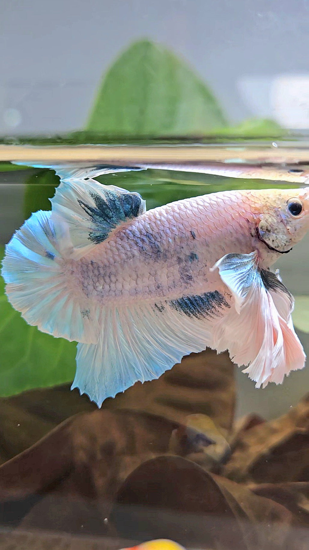 XL PLAKAT SUPER ROSE EAR BLUE SKY GRIZZLE BETTA FISH