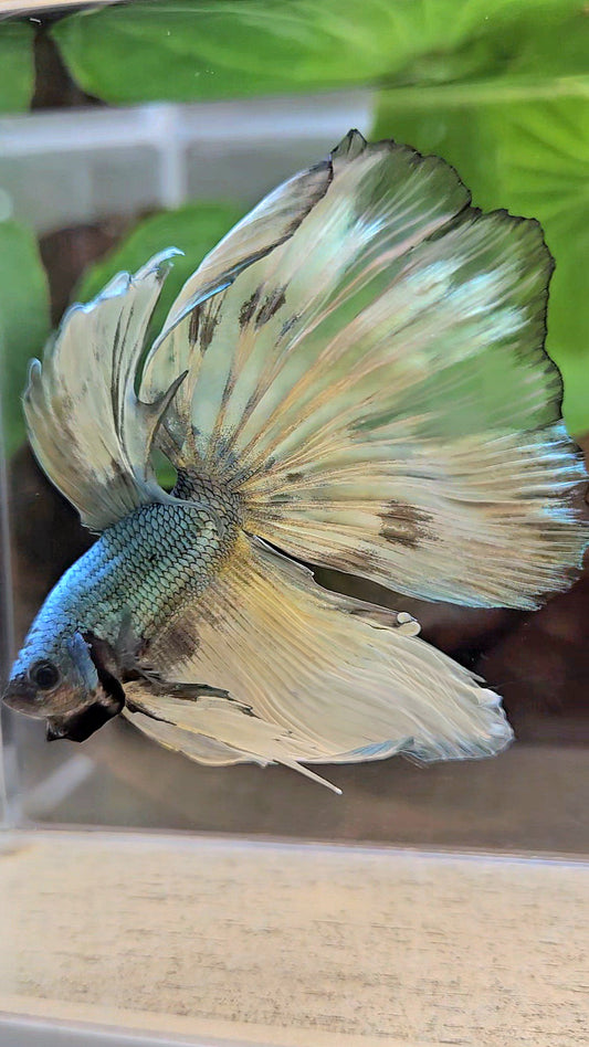 HALFMOON OVERTAIL COPPER DRAGON MUSTARD GAS PATTERN BETTA FISH