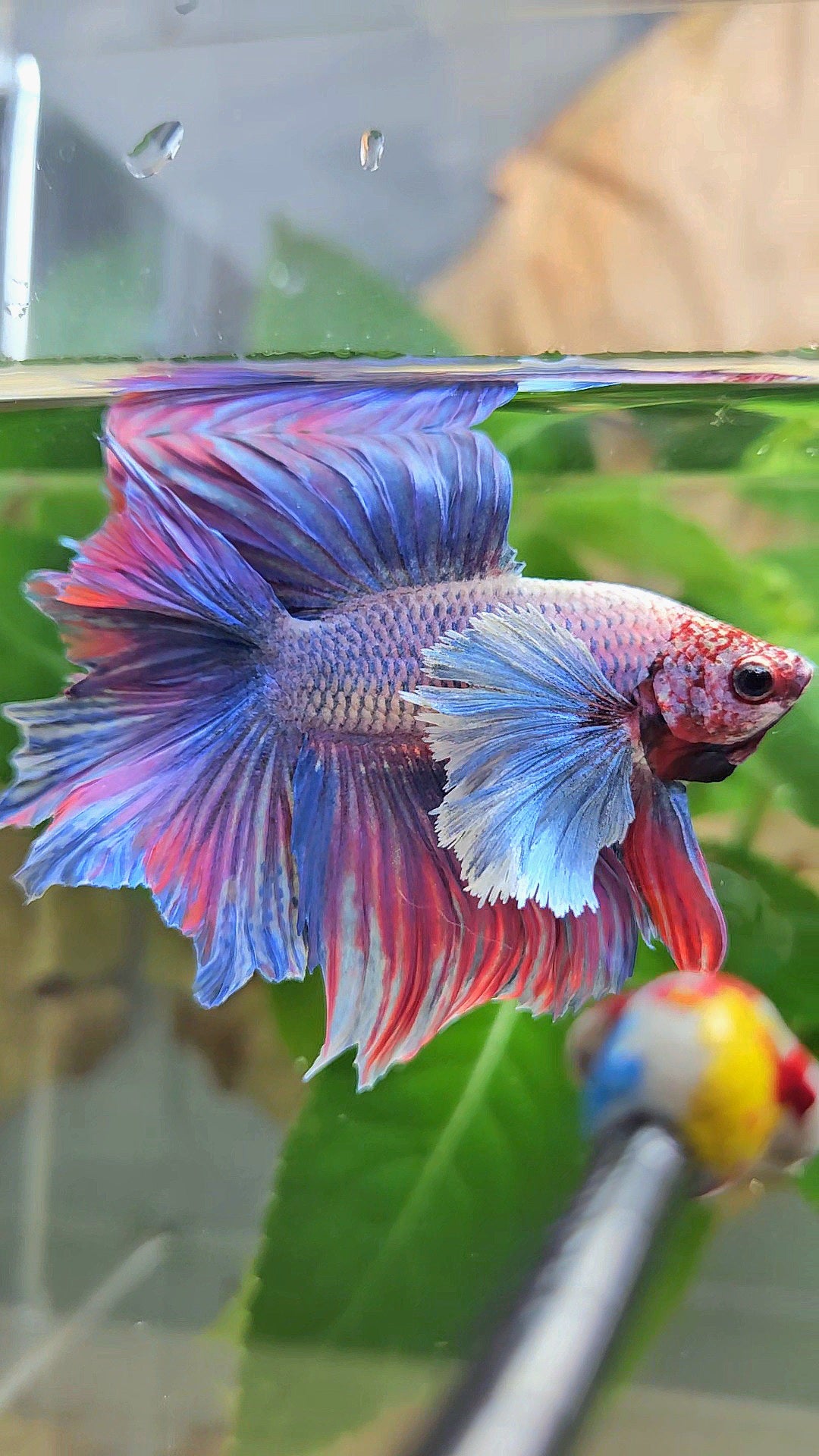 HALFMOON DOUBLE TAIL SUPER DUMBO EAR PURPLE BETTA FISH