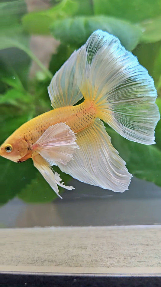 HALFMOON DUMBO EAR GOLD BUTTERFLY BETTA FISH