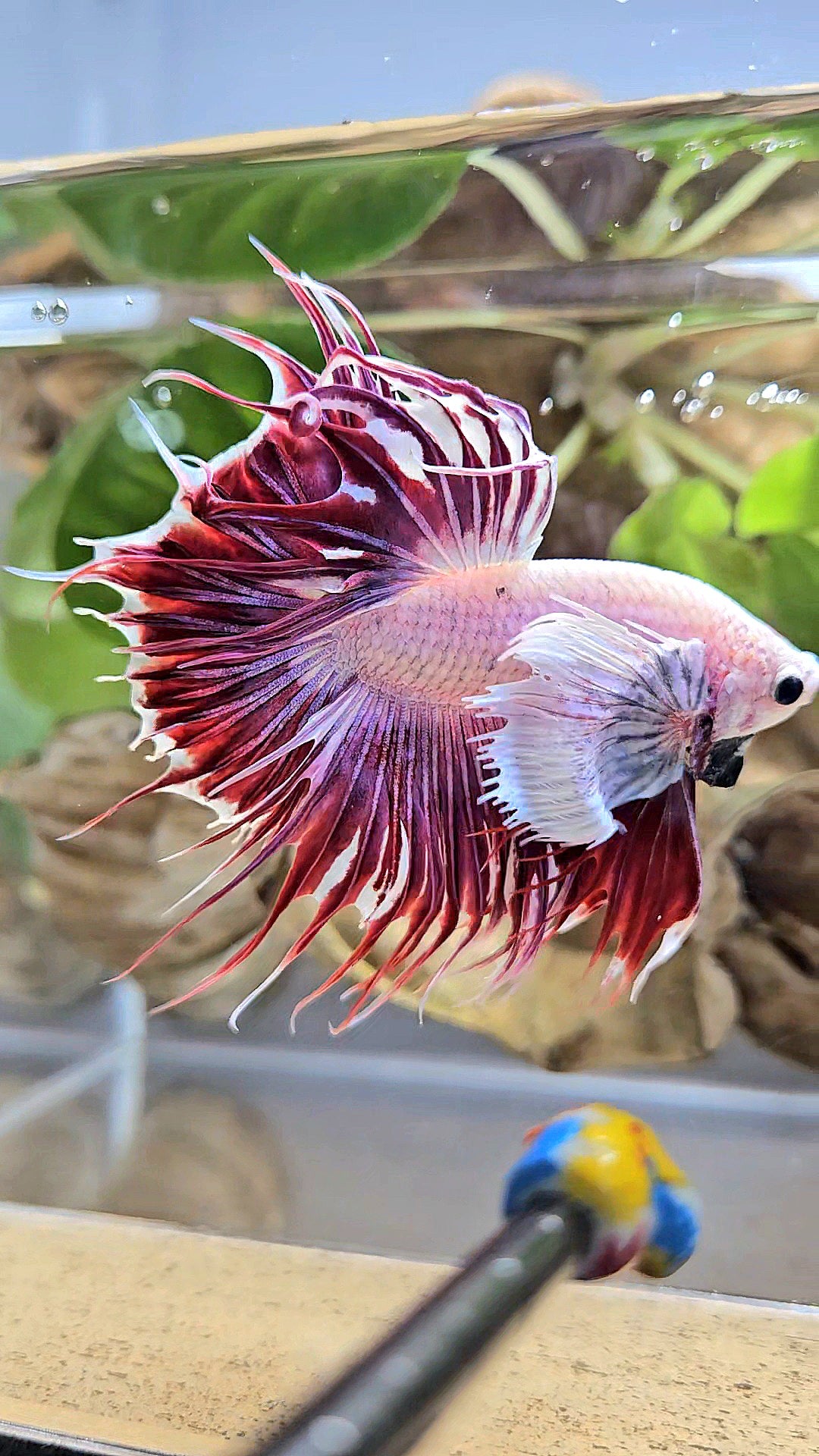 LUXURY CROWNTAIL DUMBO EAR PURPLE RED MAGENTA BETTA FISH