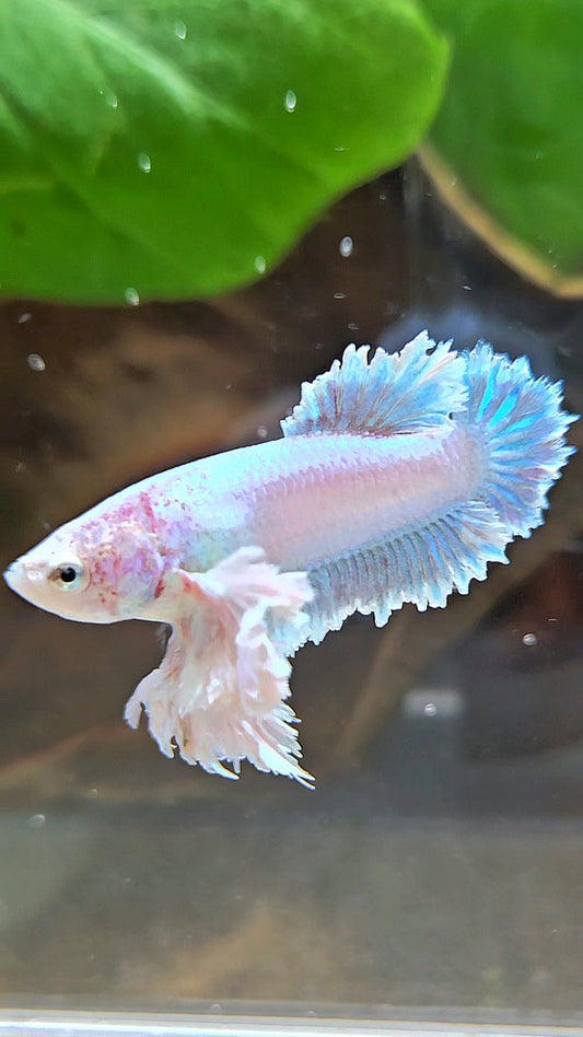 LUXURY FEMALE KING FEATHER ROSE EAR PLAKAT WHITE UNICORN BETTA FISH