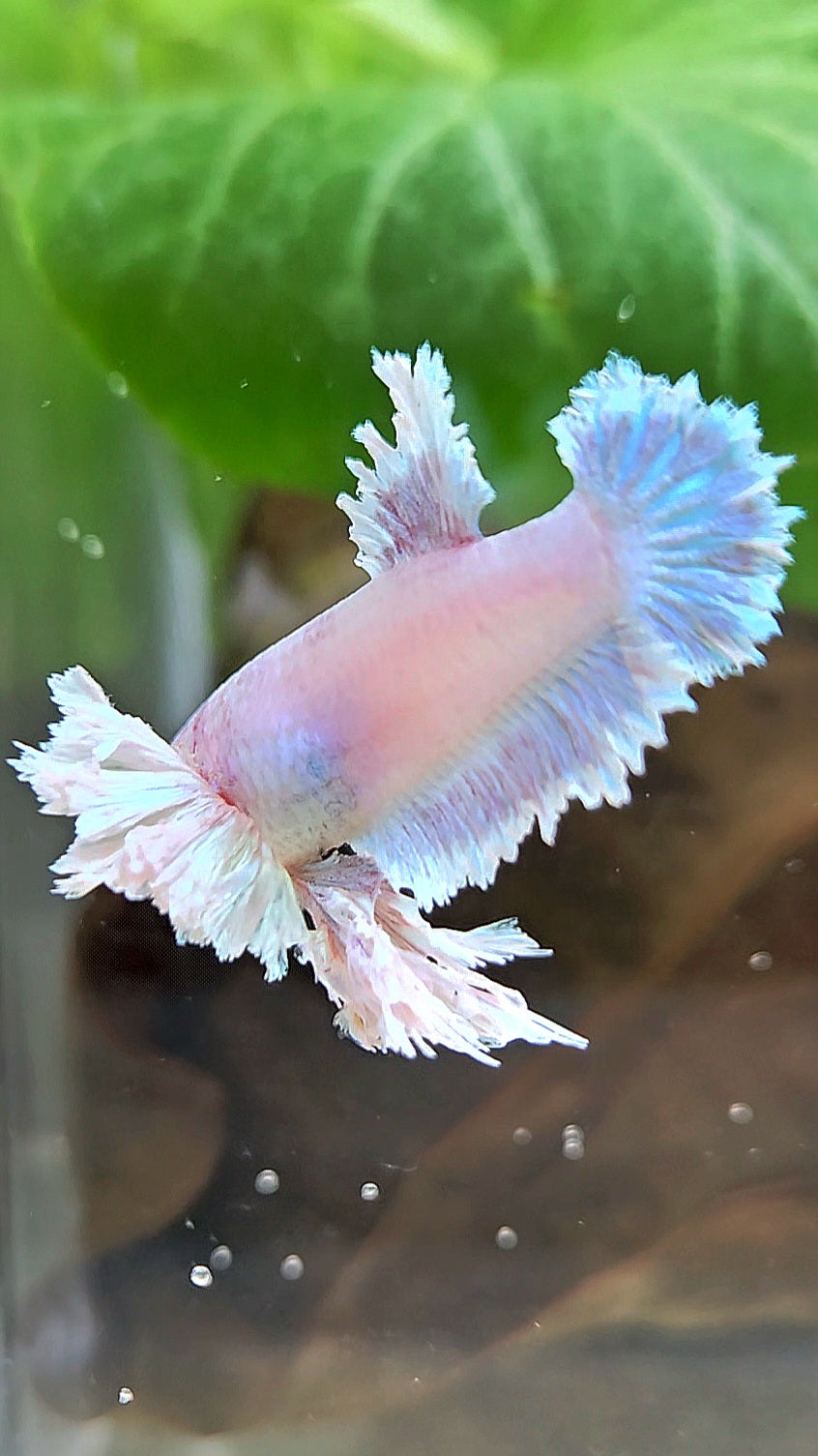 LUXURY FEMALE KING FEATHER ROSE EAR PLAKAT WHITE UNICORN BETTA FISH