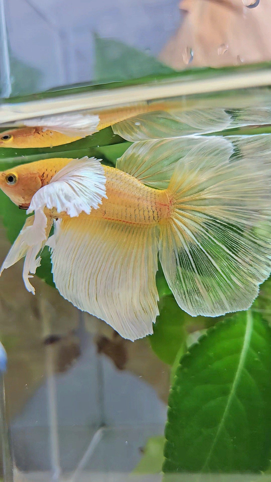 HALFMOON DUMBO EAR GOLD BUTTERFLY BETTA FISH