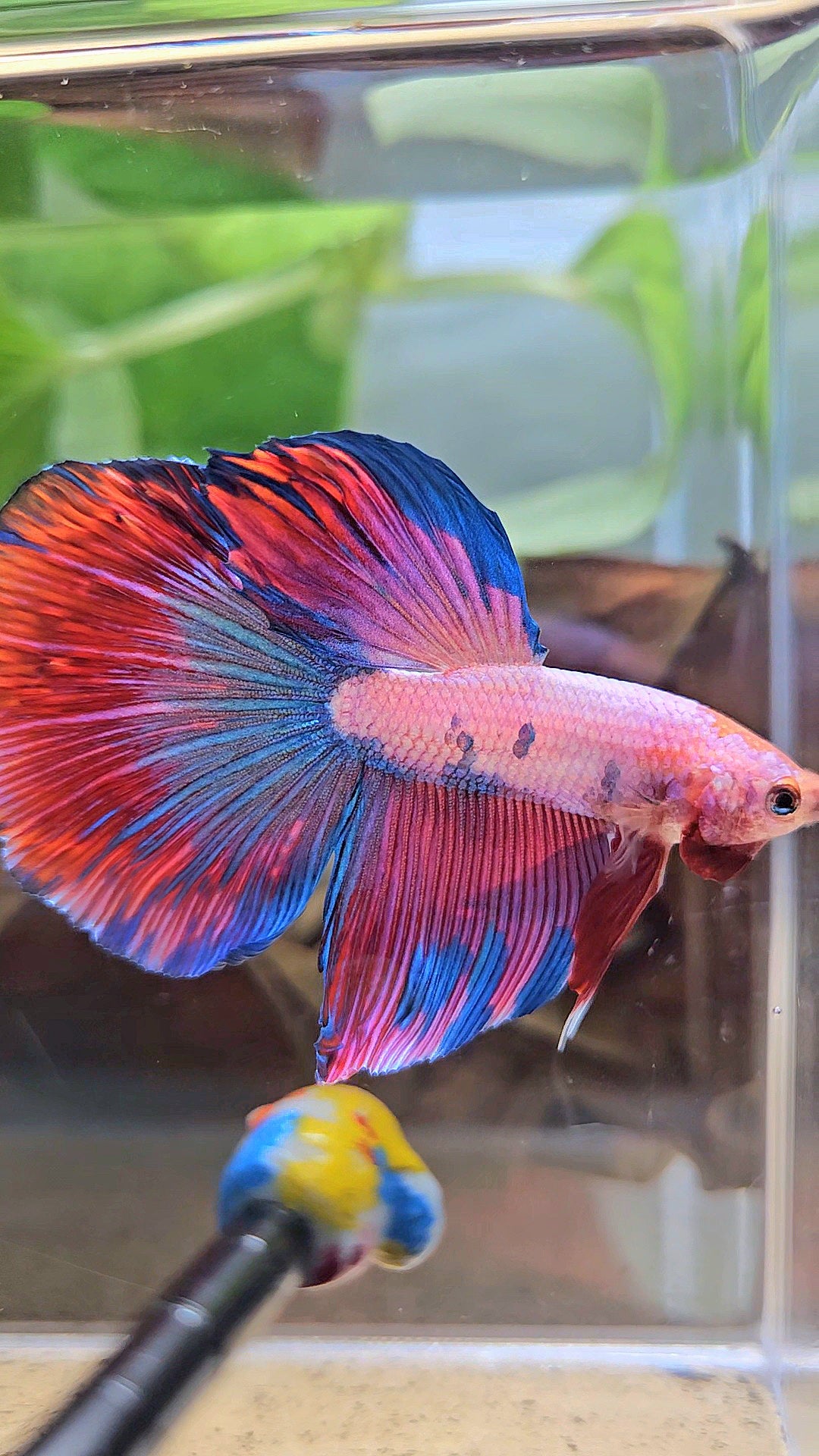 HALFMOON PINK PURPLE FANCY BETTA FISH