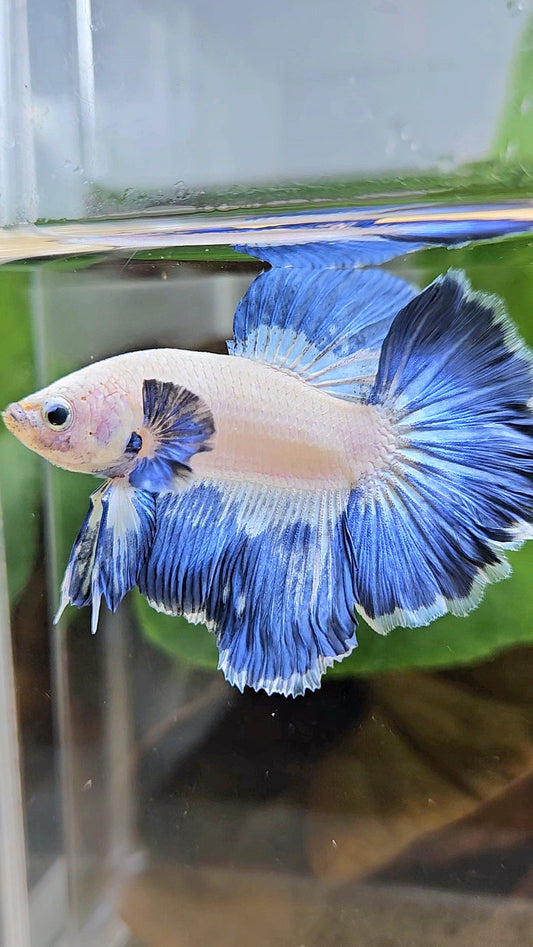 LUXURY HALFMOON ROSETAIL BLUE RIM PATTERN UNIQUE BETTA FISH
