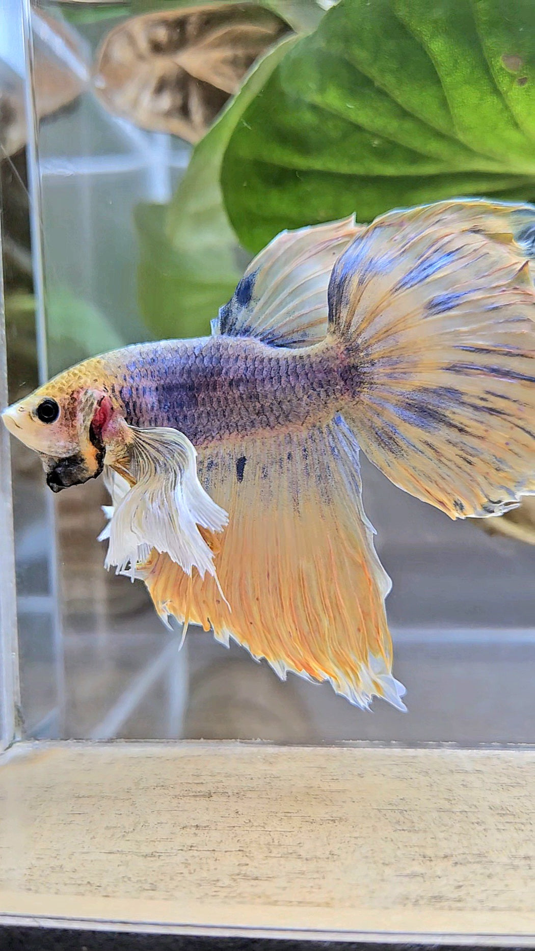 HALFMOON DUMBO EAR YELLOW MASCOT BETTA FISH