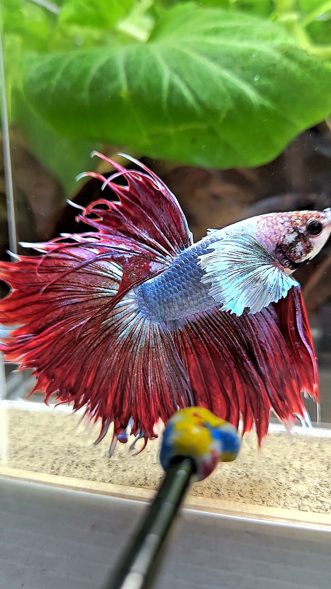 LUXURY CROWNTAIL HALFSUN DUMBO EAR RED MAGENTA BETTA FISH