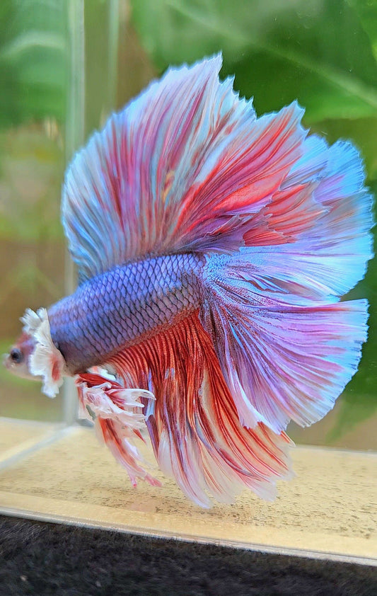 KING OVERTAIL HALFMOON DOUBLE TAIL BIG EAR PURPLE UNICORN BETTA FISH