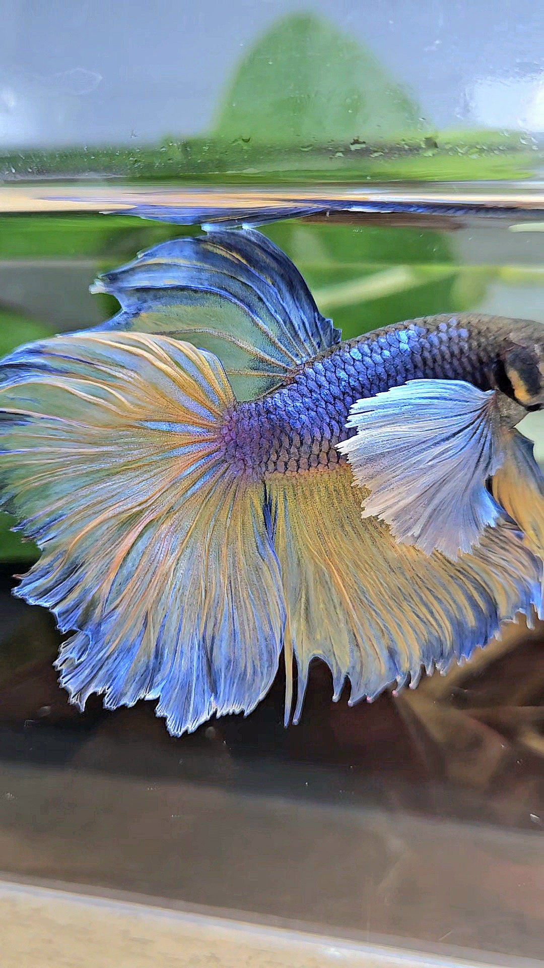 HALFMOON DUMBO EAR ROSETAIL PURPLE MUSTARD GAS BETTA FISH