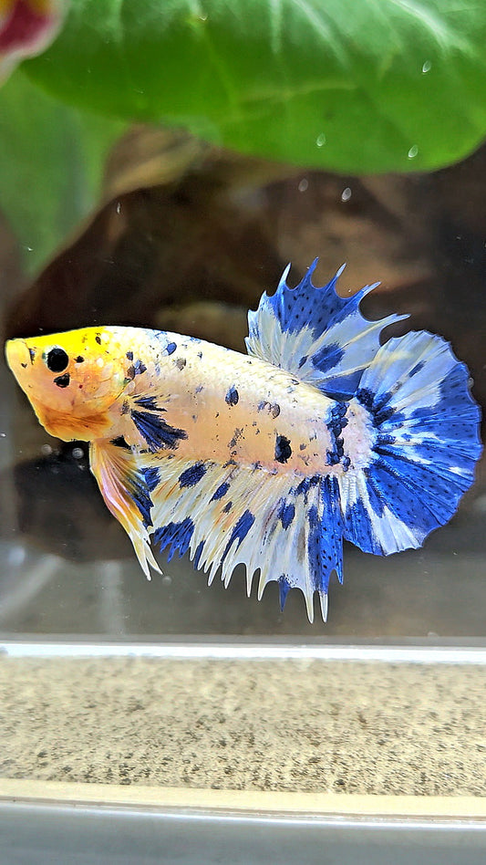 LUXURY CROWNTAIL PLAKAT YELLOW HEAD BLUE DOTS MARBLE MULTICOLOR BETTA FISH