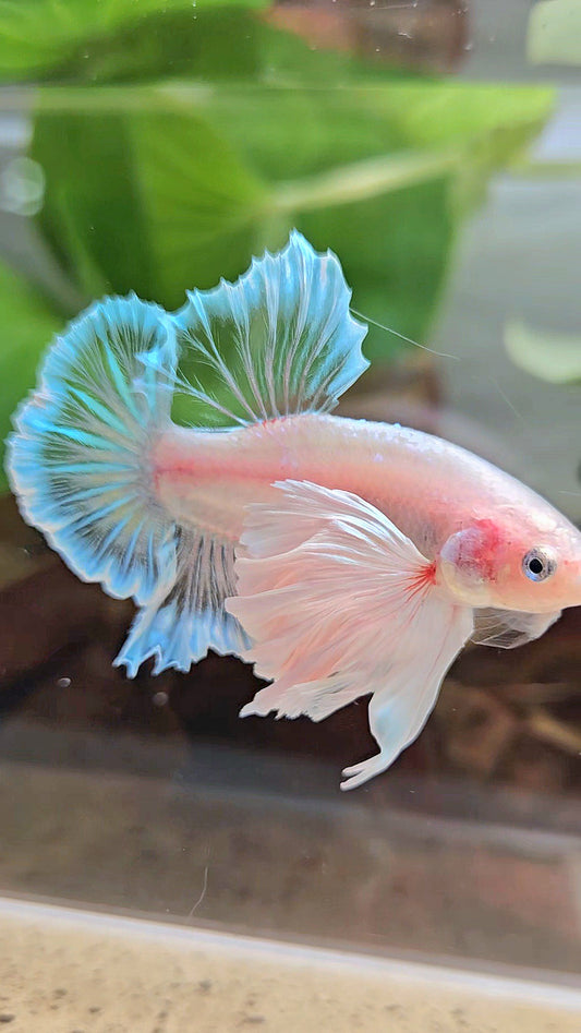 PLAKAT SUPER DUMBO EAR WHITE CELLOPHANE TRANSPARENT UNIQUE BETTA FISH