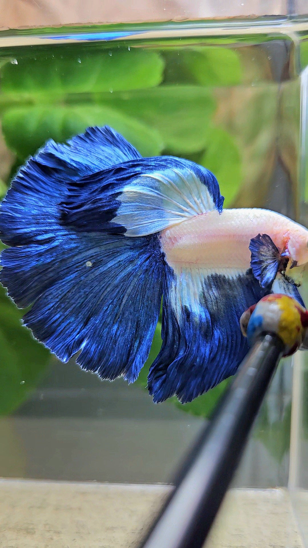 HALFMOON ROSETAIL BLUE RIM PATTERN BETTA FISH