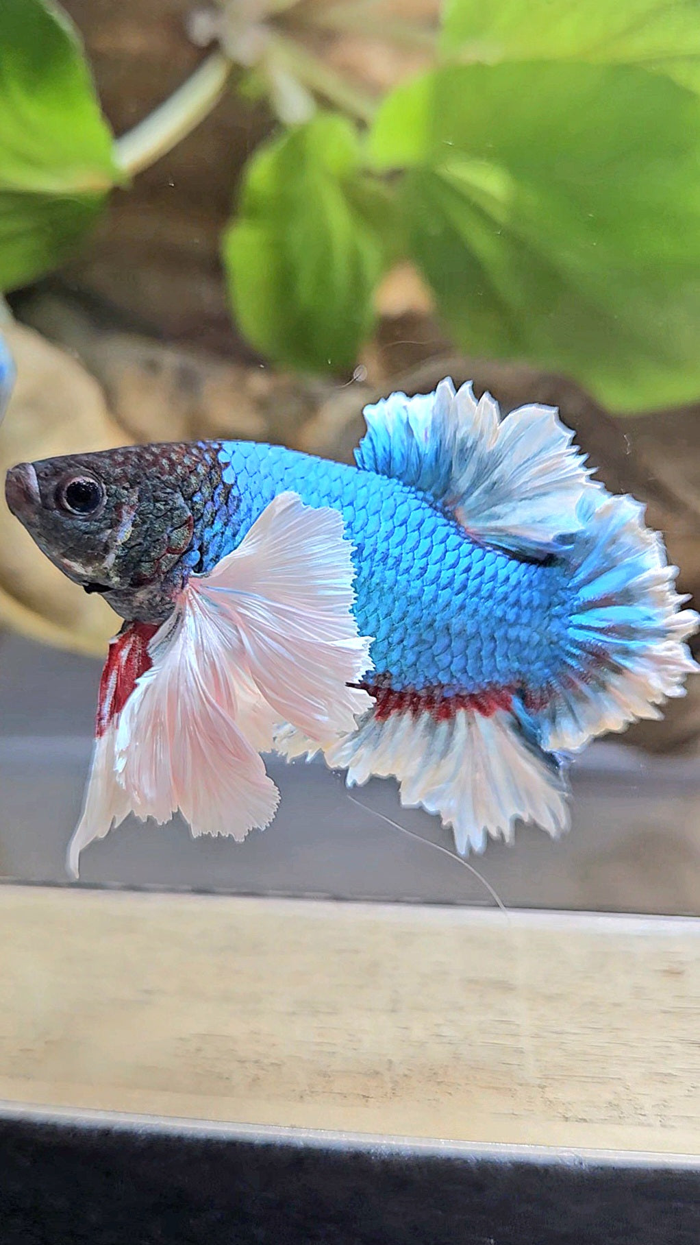 LUXURY KING PLAKAT ROSE EAR BLUE GREEN BUTTERFLY BETTA FISH