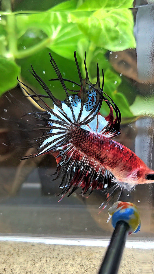 CROWNTAIL BLACK KOI FANCY BETTA FISH