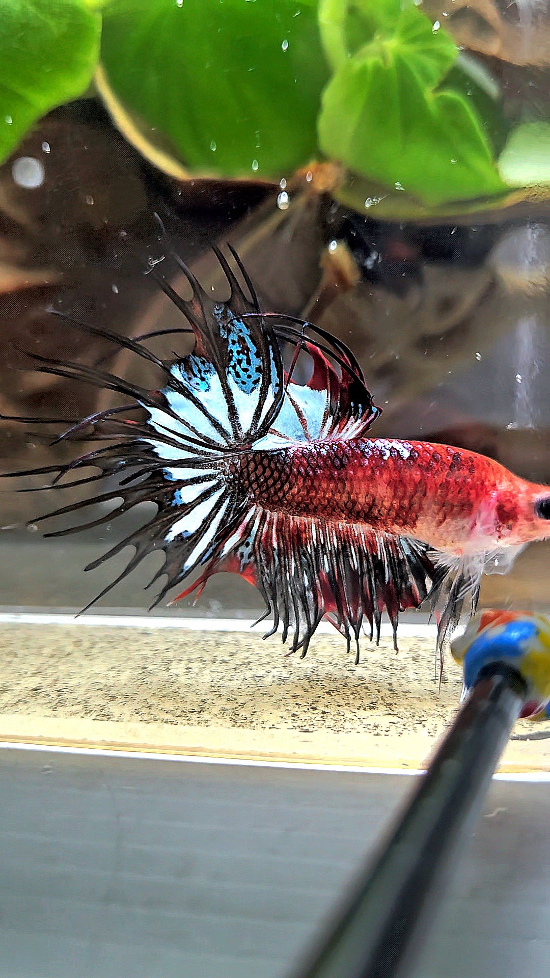 CROWNTAIL BLACK KOI FANCY BETTA FISH