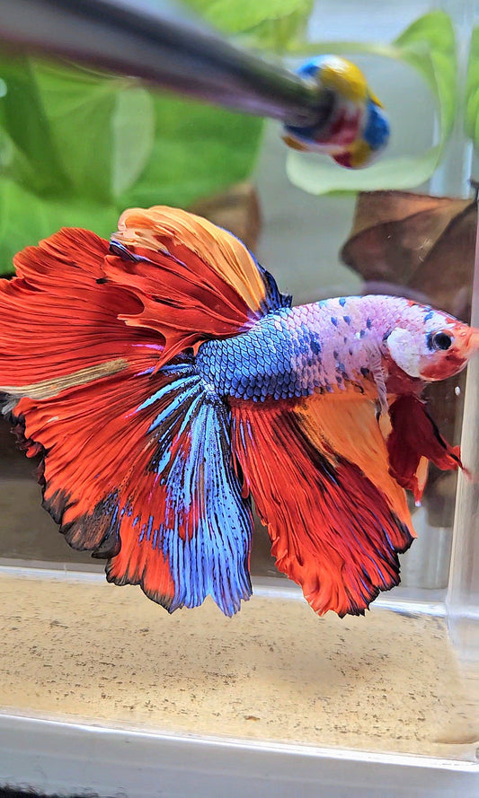 XL HALFMOON ROSETAIL FANCY FIRE MULTICOLOR BETTA FISH