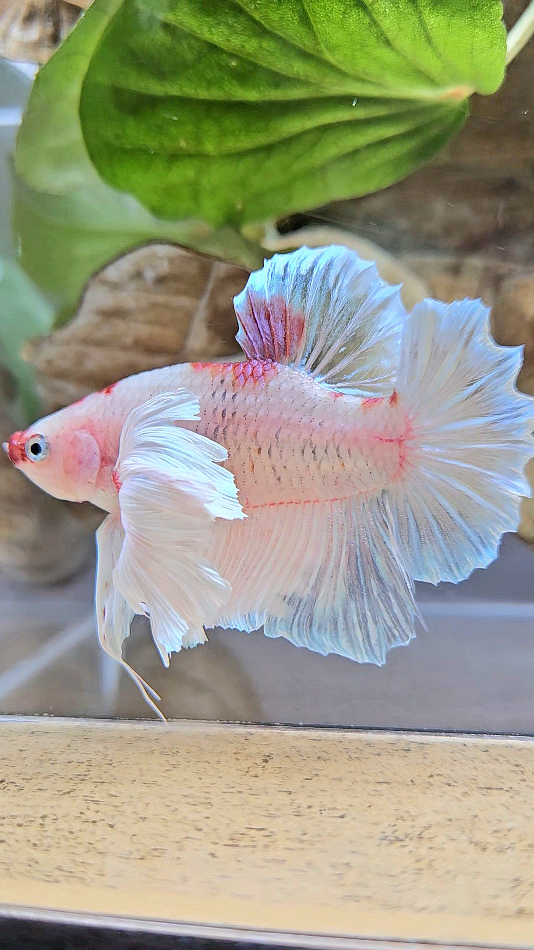 PLAKAT SUPER DUMBO EAR AOC TANCHO BETTA FISH