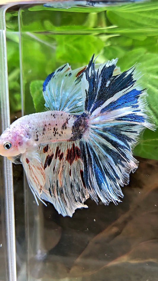 HALFMOON ROSETAIL WHITE BLUE FANCY MARBLE BETTA FISH
