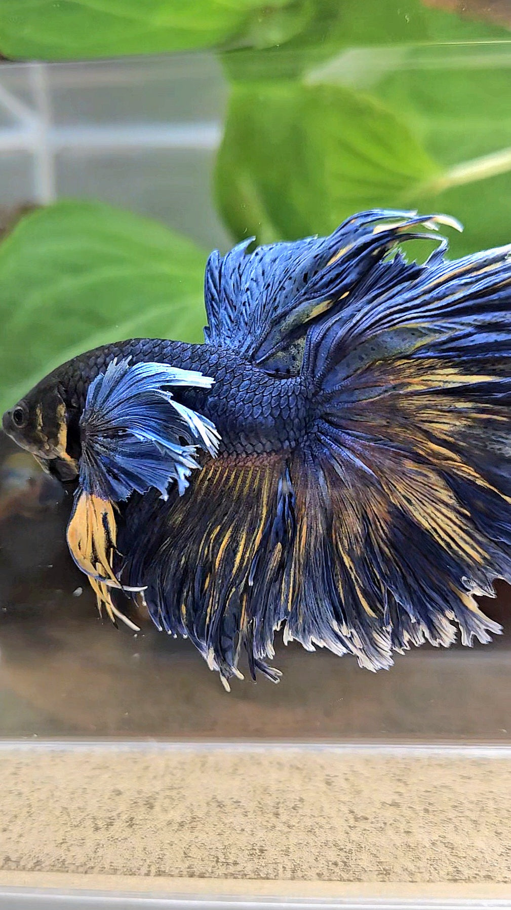 HALFMOON DUMBO EAR FEATHER TAIL BLUE YELLOW PATTERN BETTA FISH
