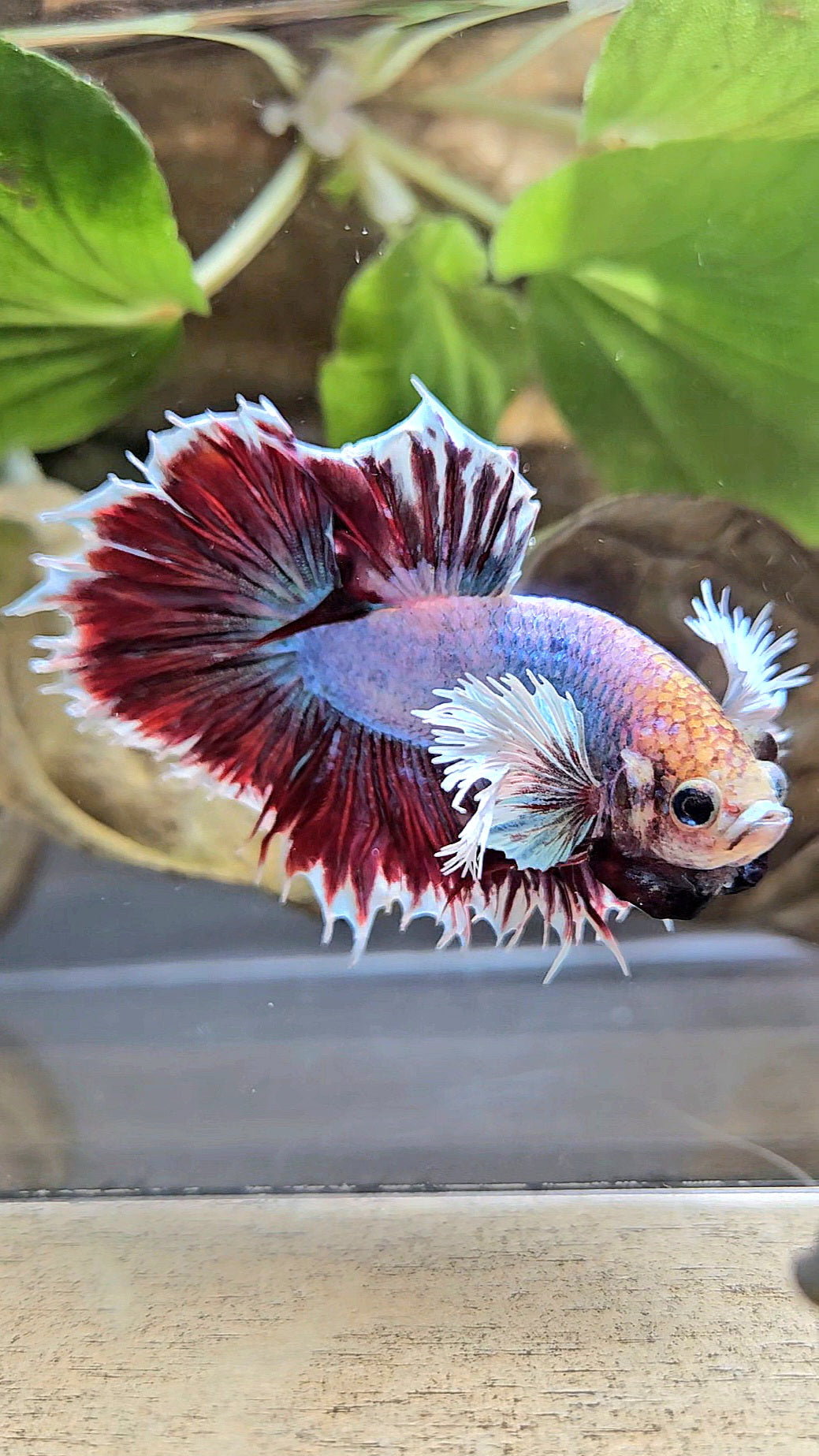 HALFSUN DUMBO EAR MAGENTA BETTA FISH
