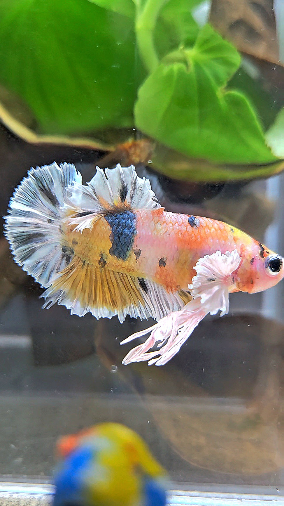 KING PLAKAT BIG EAR YELLOW COPPER MULTICOLOR BETTA FISH