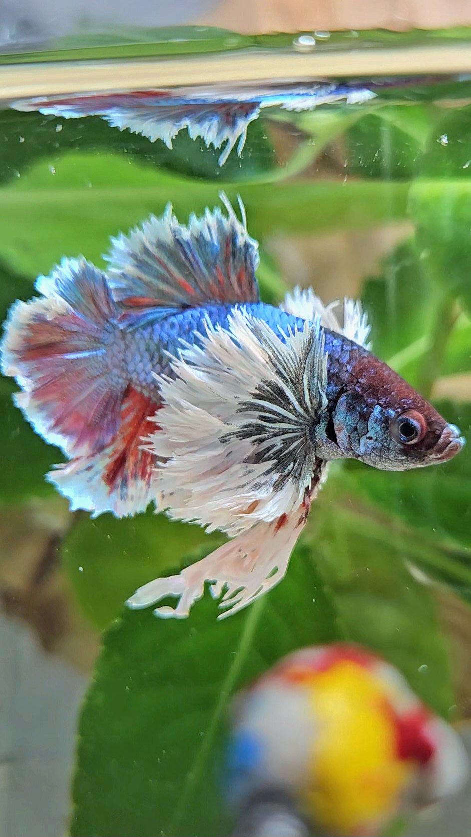LUXURY KING PLAKAT ROSETAIL SUPER DUMBO EAR TURQUOISE BETTA FISH