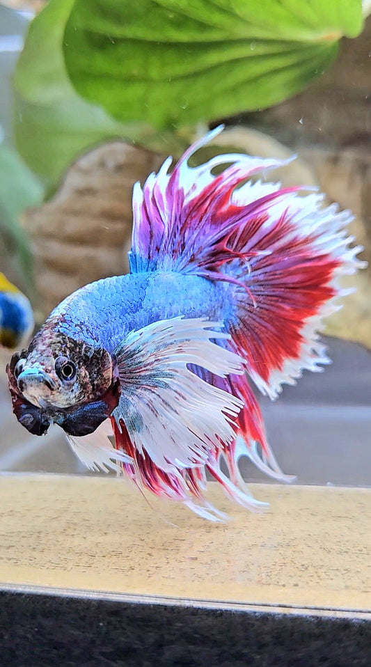 CROWNTAIL DUMBO EAR RED MASCOT BETTA FISH