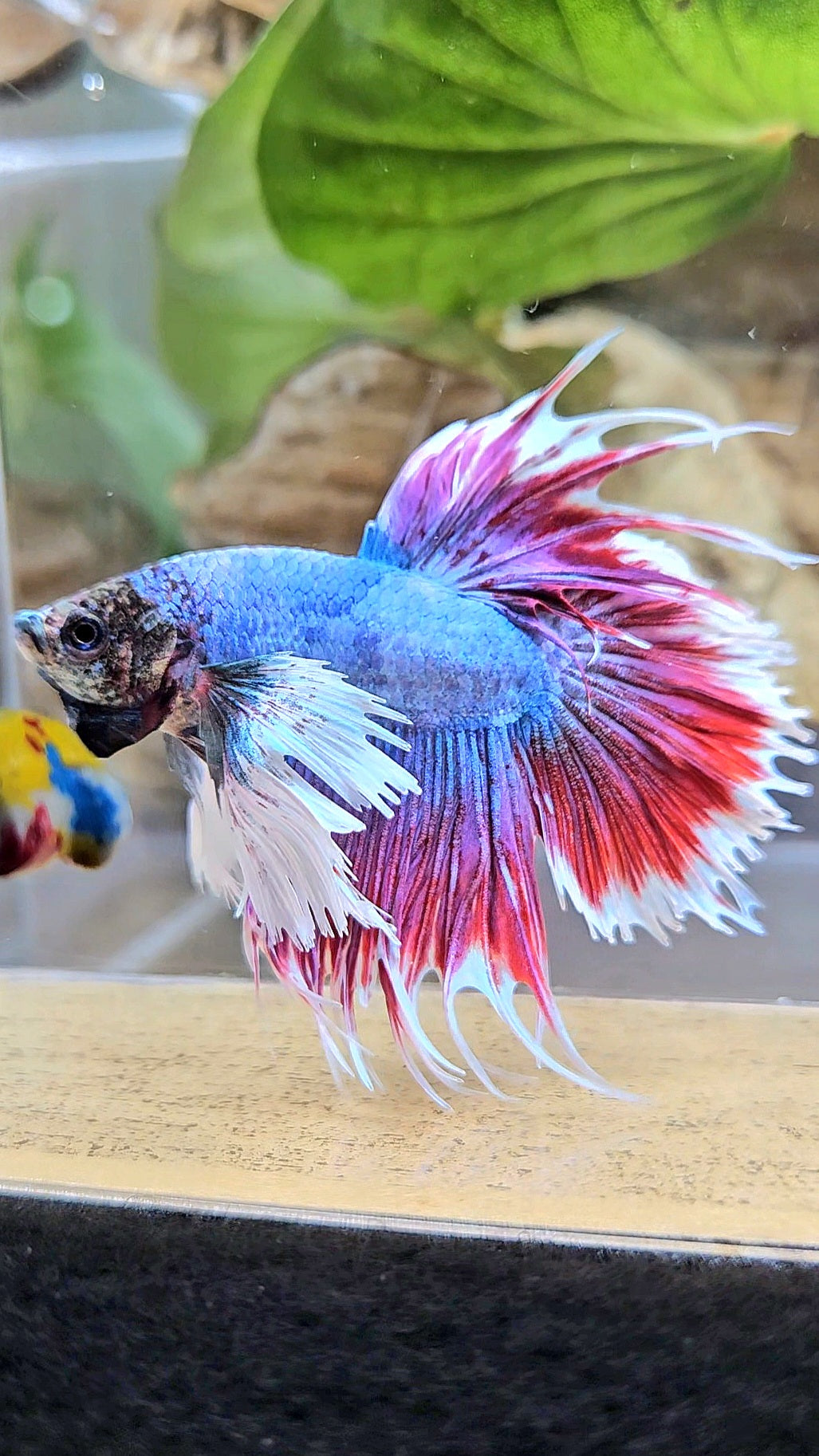 CROWNTAIL DUMBO EAR RED MASCOT BETTA FISH