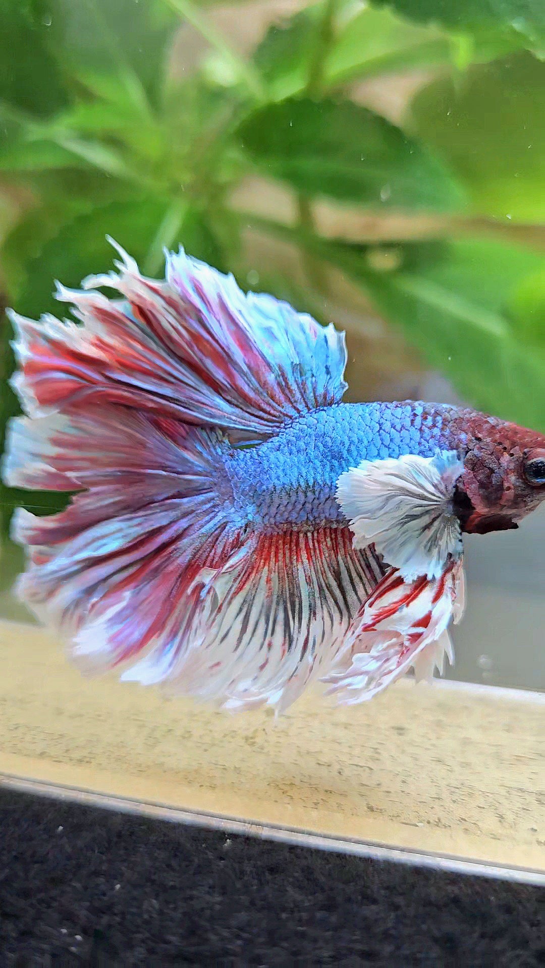 KING ROSETAIL HALFMOON DUMBO EAR BLUE RED BETTA FISH