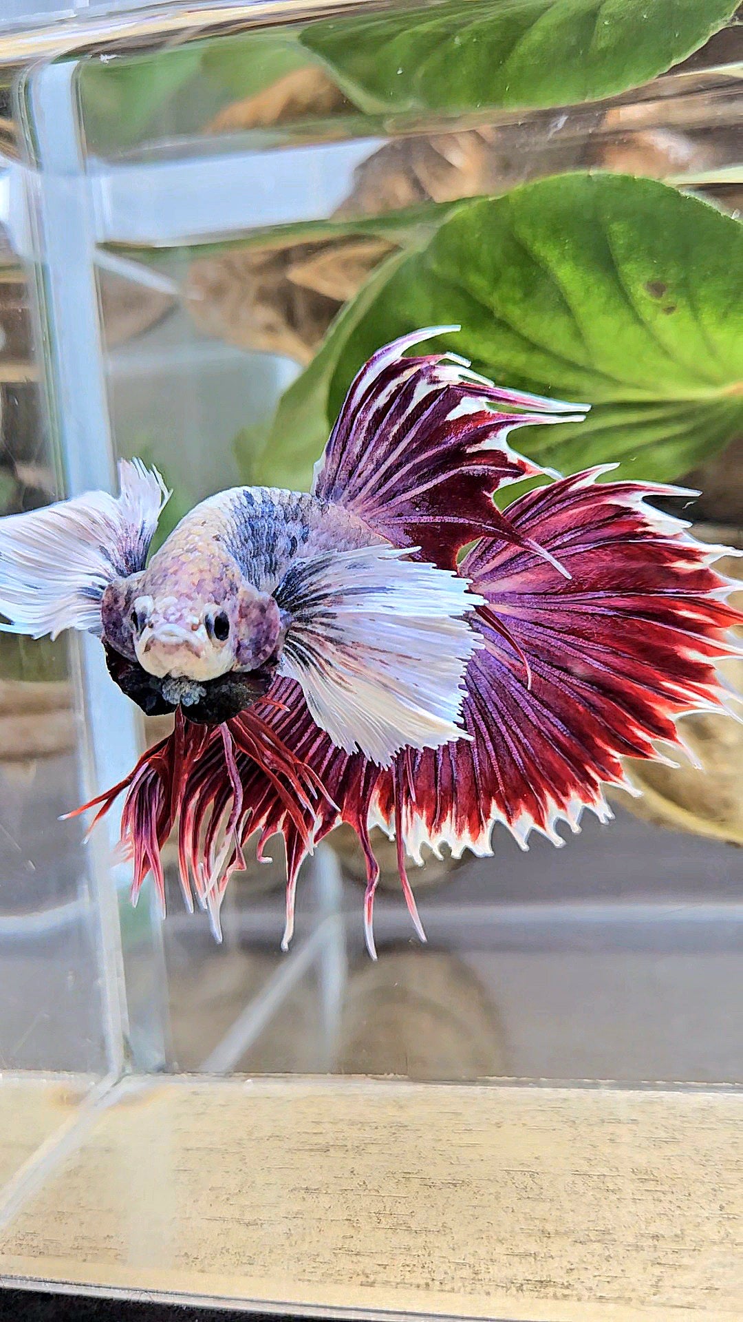 CROWNTAIL SUPER DUMBO EAR PURPLE BETTA FISH