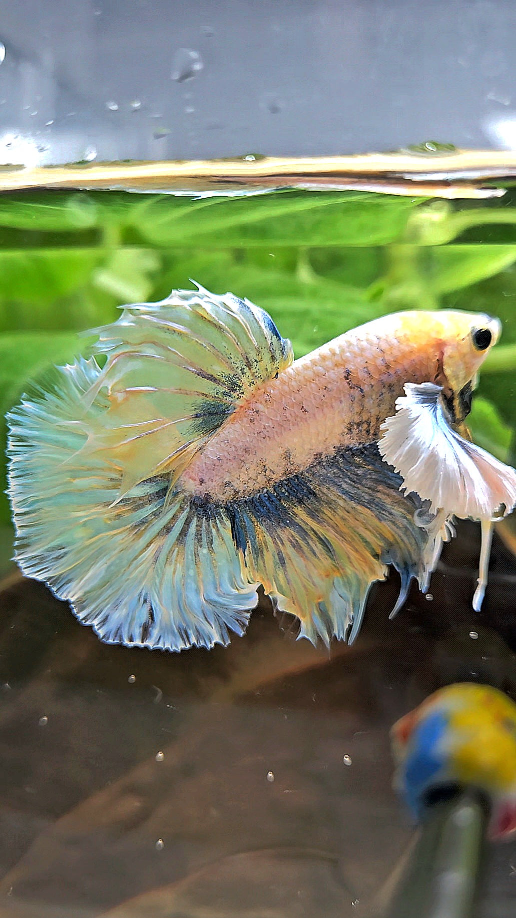 HALFMOON DUMBO EAR YELLOW BLUE BETTA FISH