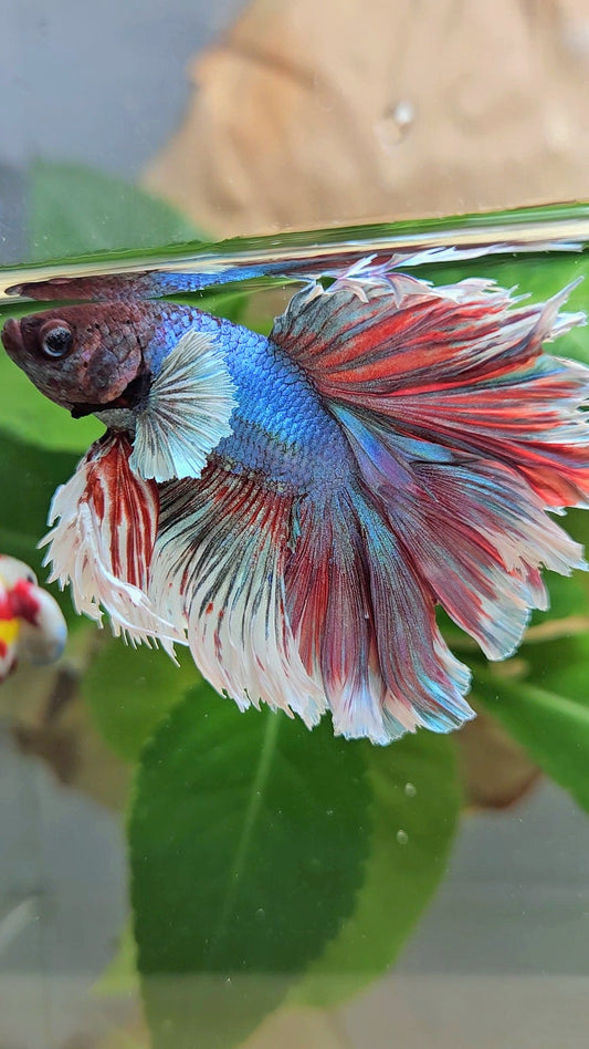 KING ROSETAIL HALFMOON DUMBO EAR BLUE RED BETTA FISH