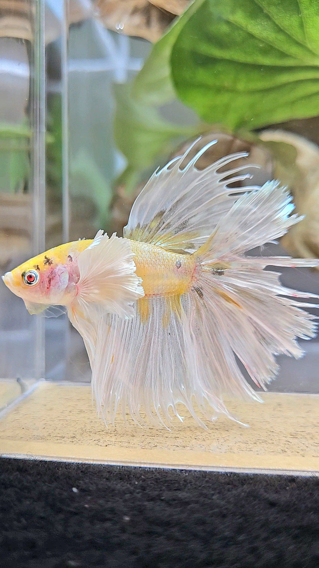 CROWNTAIL DUMBO EAR YELLOW WHITE COPPER MULTICOLOR BETTA FISH