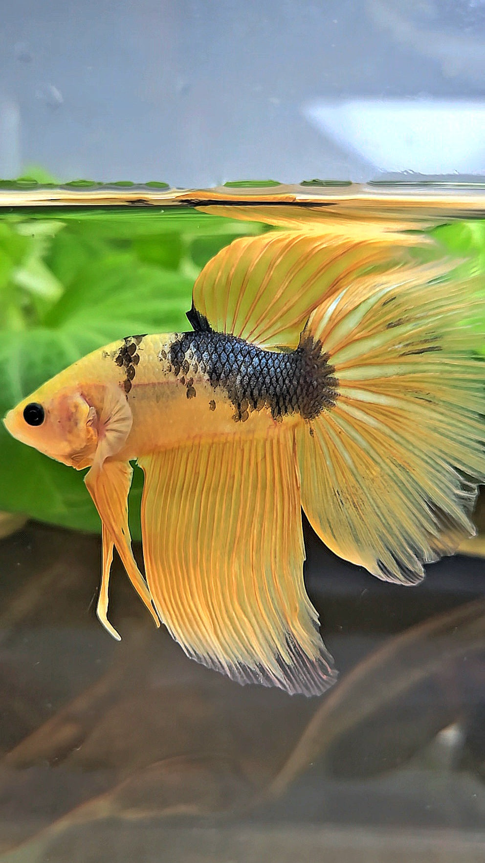 HALFMOON YELLOW COPPER FANCY HELLBOY BETTA FISH