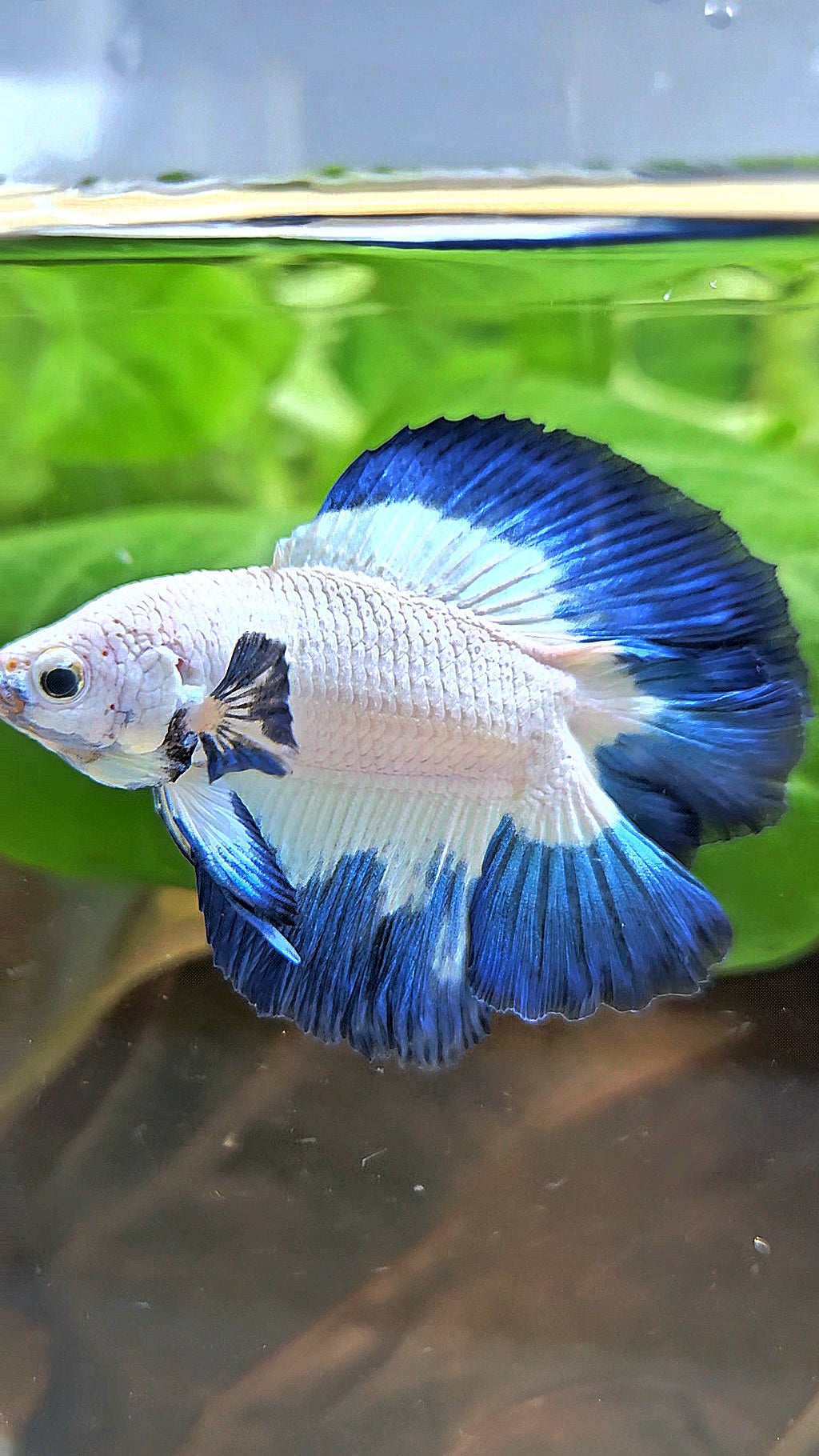 LUXURY HALFMOON DOUBLE TAIL BLUE RIM BUTTERFLY BETTA FISH