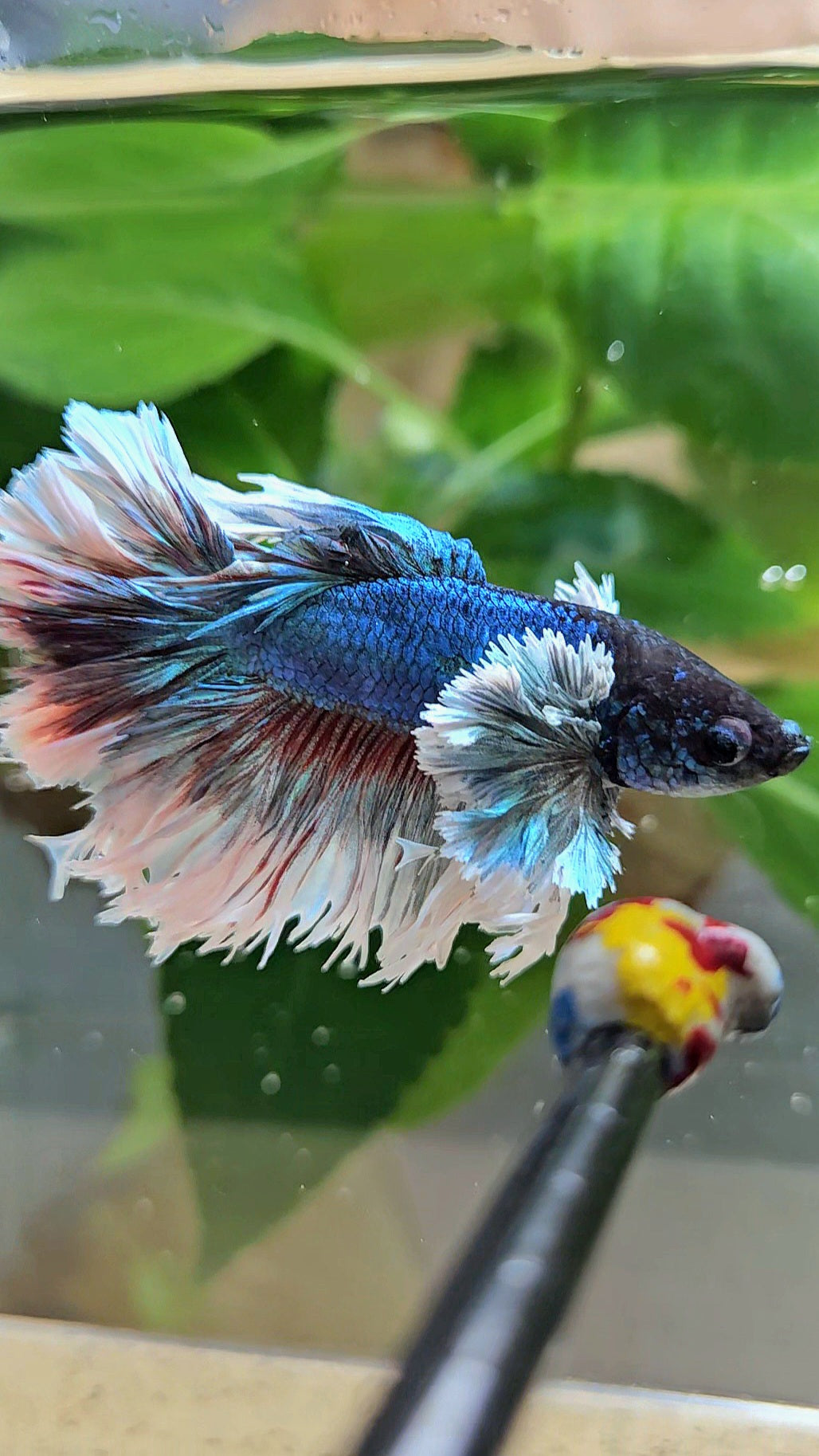 KING ROSETAIL HALFMOON ROSE EAR BLUE TURQUOISE BETTA FISH minus dorsal
