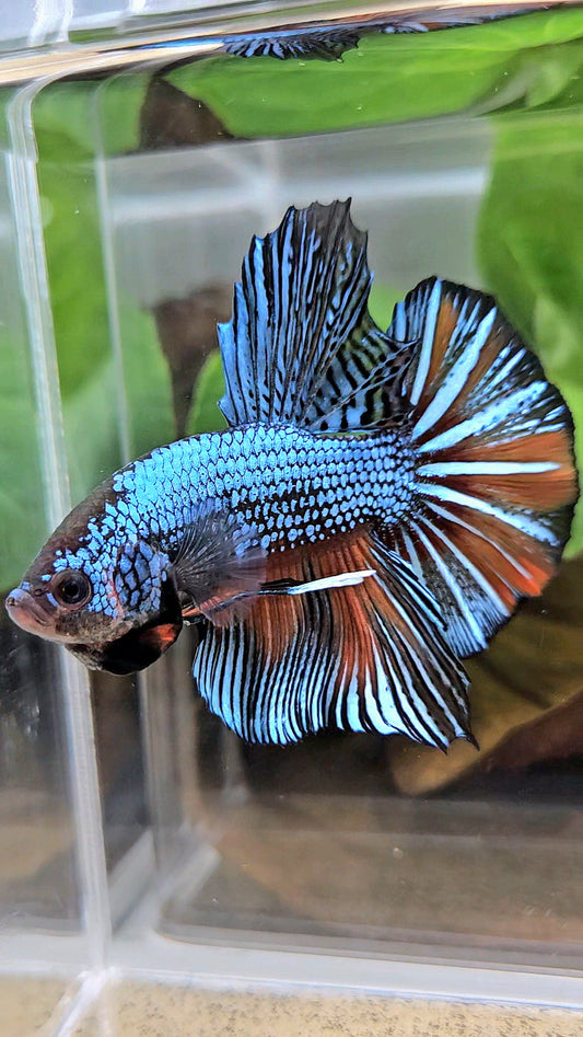 GIANT HMPK BODY ONLY 5CM+ BLUE FANCY ORANGE BETTA FISH