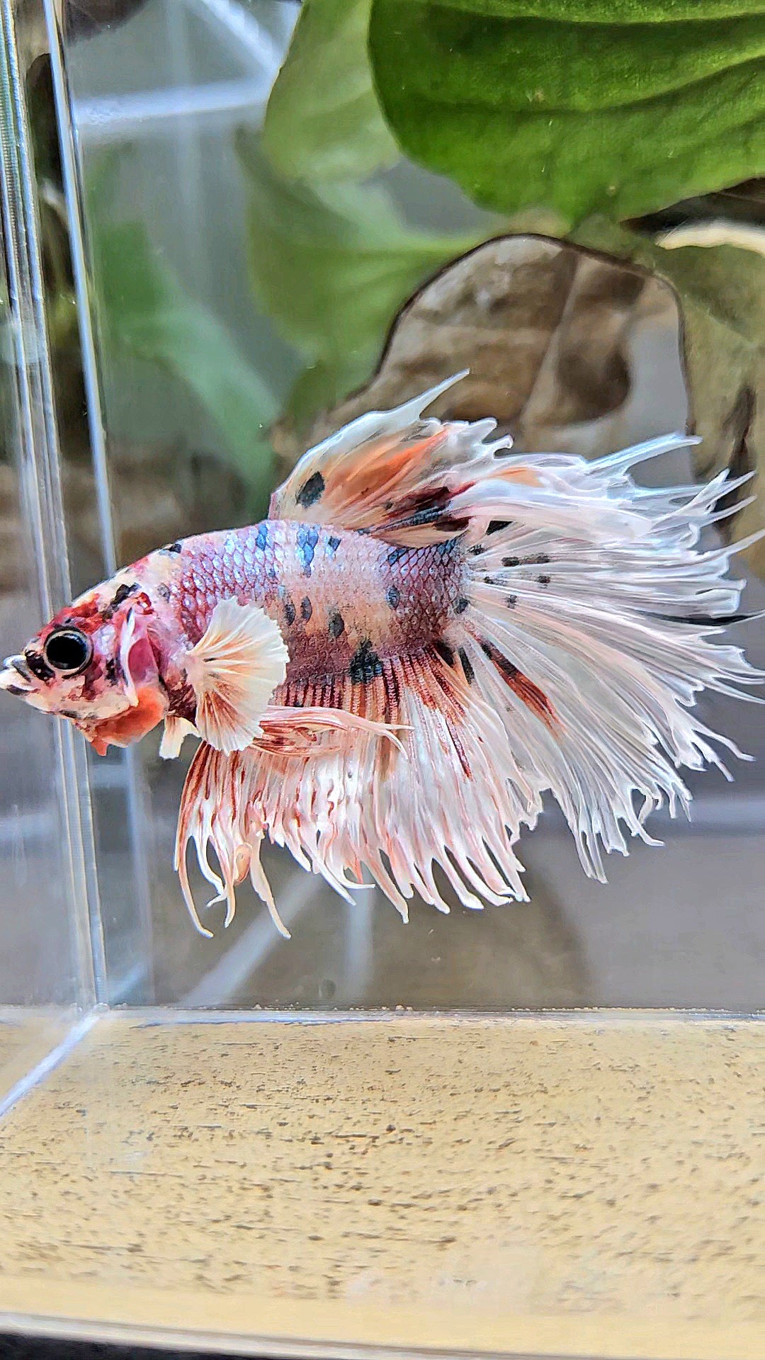 CROWNTAIL HALFSUN BIG EAR ROSEGOLD COPPER MULTICOLOR BETTA FISH