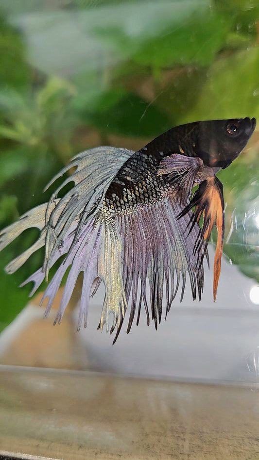 CROWNTAIL BLACK GALAXY AVATAR COPPER YELLOW BETTA FISH