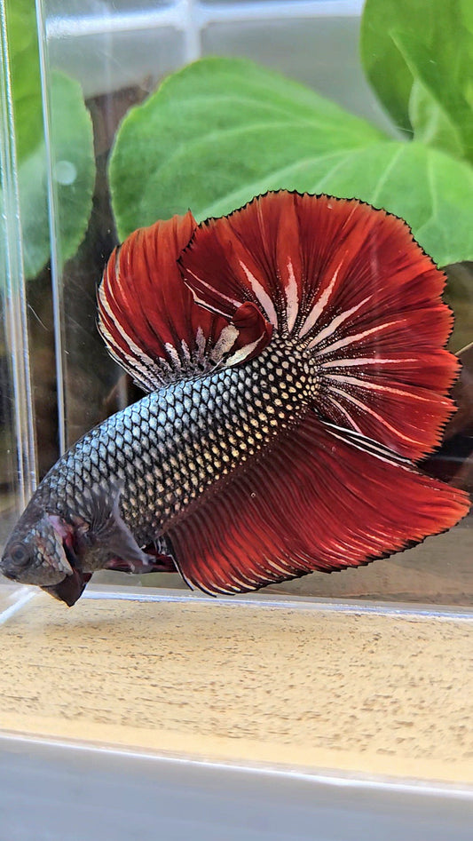 GIANT HMPK BODY ONLY 5CM+ COPPER METALLIC RED VAMPIRE BETTA FISH