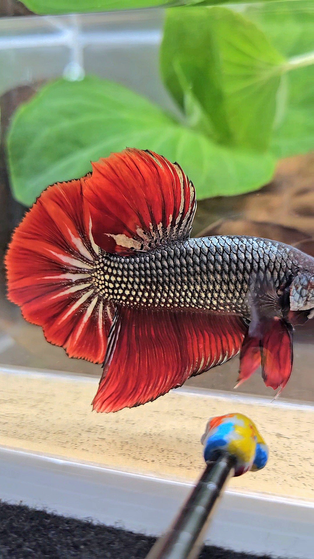 GIANT HMPK BODY ONLY 5CM+ COPPER METALLIC RED VAMPIRE BETTA FISH