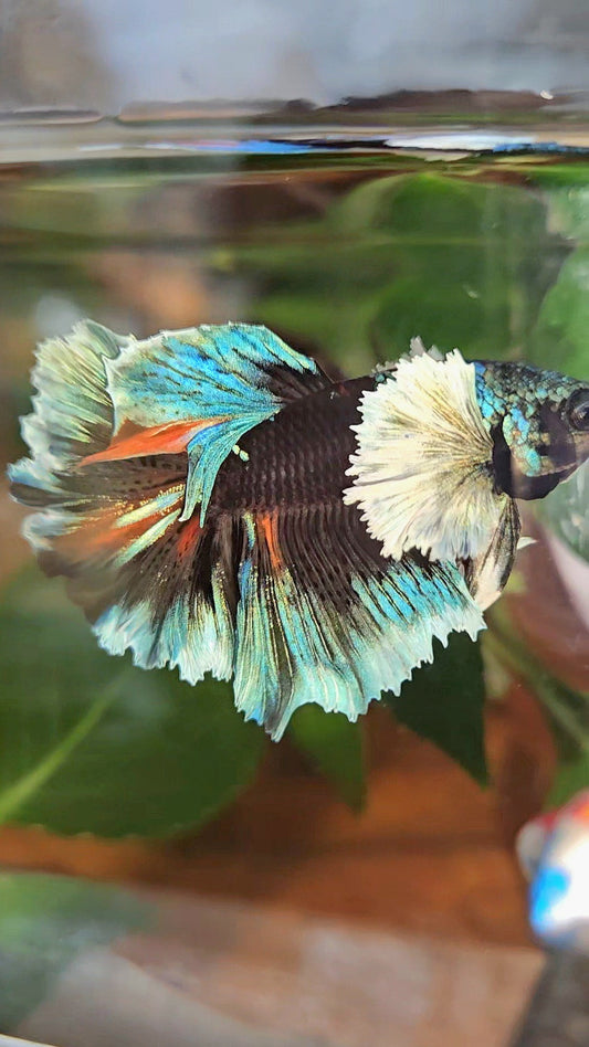 LUXURY HALFMOON DUMBO EAR ROSETAIL BLACK GALAXY AVATAR BLUE ICE VARIATION BETTA FISH