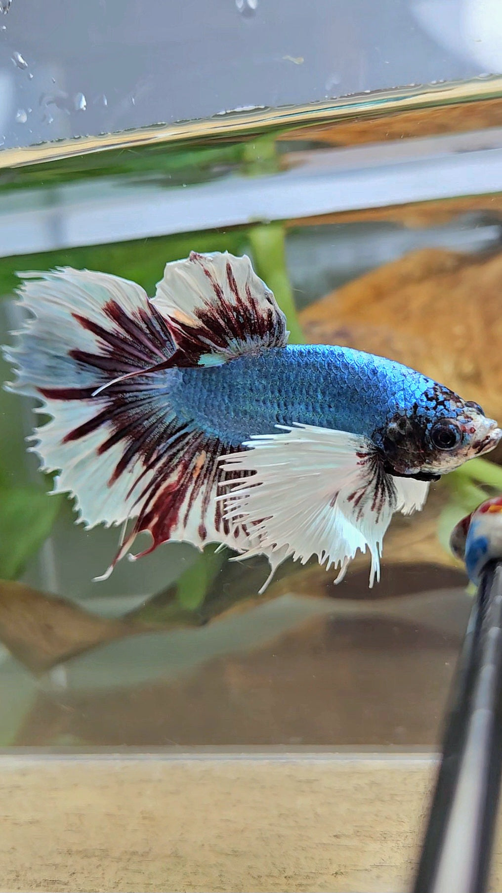 HALFMOON CROWNTAIL DUMBO EAR BLUE FANCY BETTA FISH